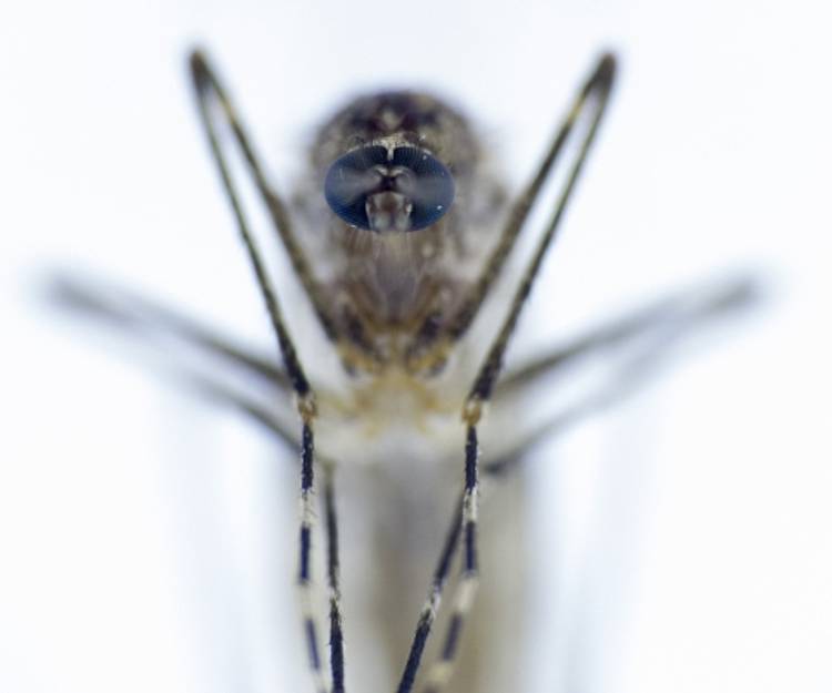 Mücke