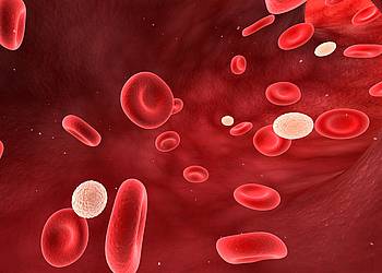 Schematische Darstellung von roten und weißen Blutkörperchen. 