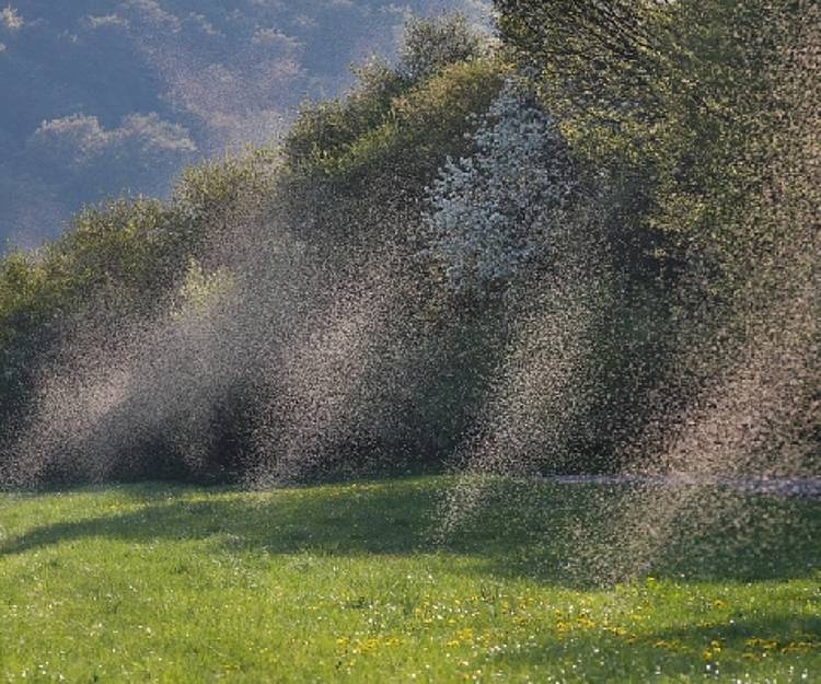 Mückenschwärme auf Bergsommerwiese