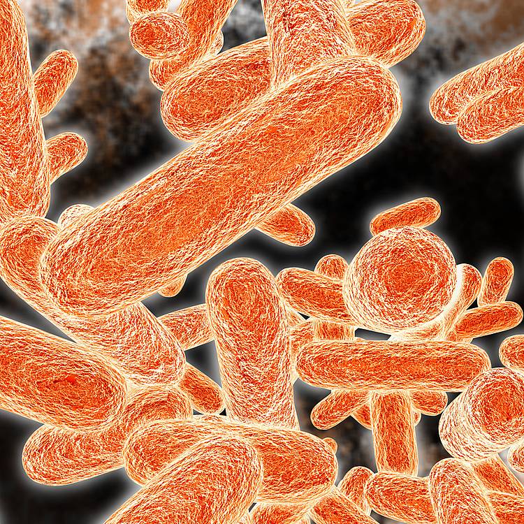 Stäbchenbakterien, die von Antibiotikum bekämpft werden. 