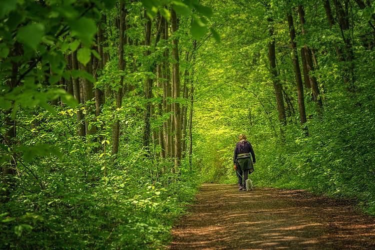 Wanderer im Frühlingswald