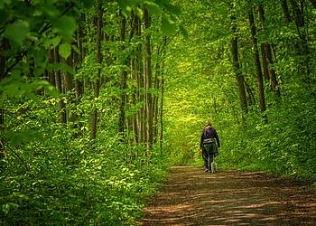 Wanderer im Frühlingswald