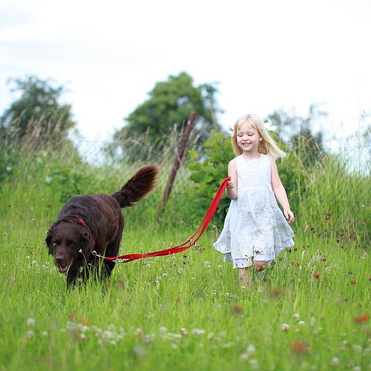 Kind mit Hund auf Blumenwiese