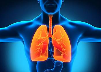 Gerenderter Männertorso auf blauem Hintergrund mit orange hervorgehobener Lunge veranschaulicht Tuberkulose.