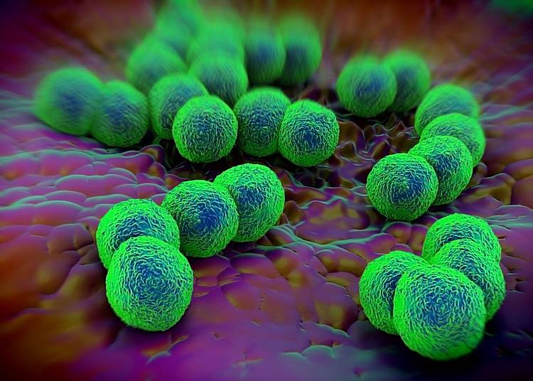 Bakterium Neisseria Gonorrhoeae – der Erreger der Gonorrhö