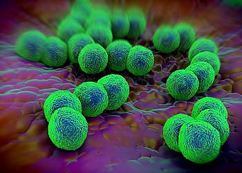 Bakterium Neisseria Gonorrhoeae – der Erreger der Gonorrhö