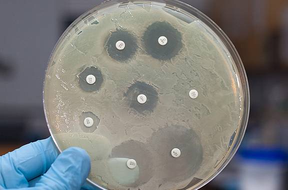 Petrischale mit Antikiotikum, das auf Wirksamkeit gegen Bakterien getestet wird.